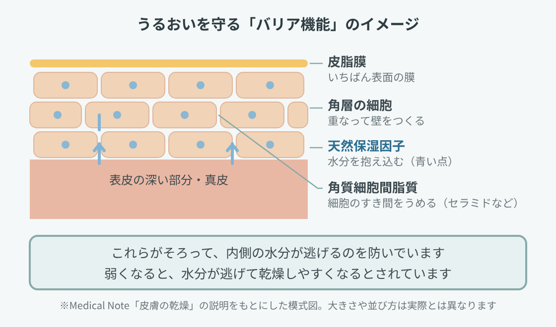 バリア機能のイメージ図。いちばん表面の皮脂膜の下に角層の細胞が重なり、細胞の中には水分を抱え込む天然保湿因子、すき間には角質細胞間脂質がある