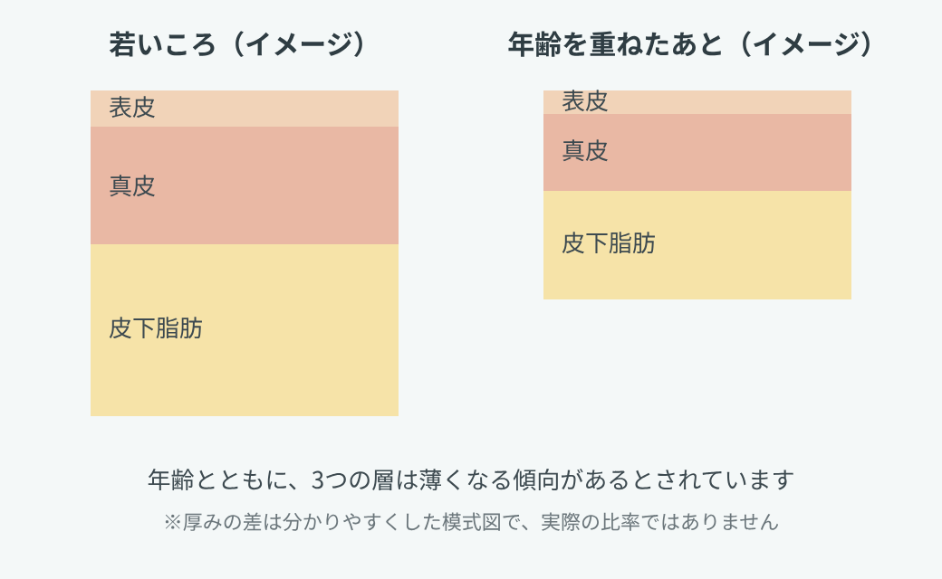 若いころと年齢を重ねたあとの肌の断面を比べた模式図。表皮・真皮・皮下脂肪の3つの層が、年齢とともに薄くなる様子を示している